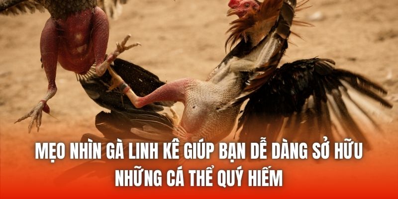 Mẹo nhìn gà linh kê giúp bạn dễ dàng sở hữu những cá thể quý hiếm